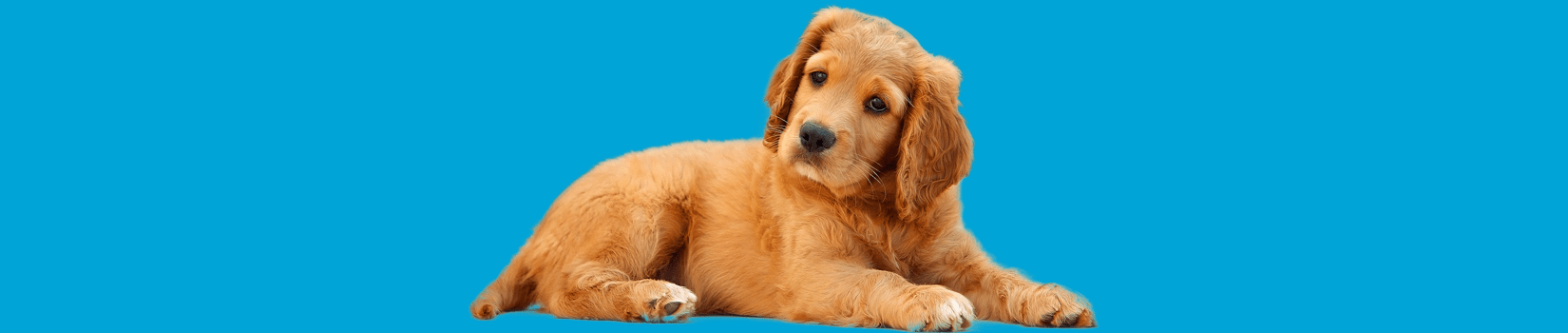 A Bela e o Cão A Bela e o Cão